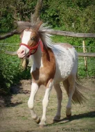 Mini horse / mini appaloosa / 87,8% AMH
